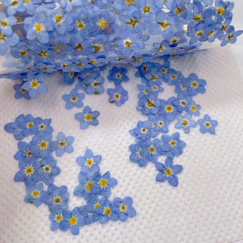 Dried Forget Me Not Flowers for Crafts - Embossed Plant Specimen, 1 or 100 pcs