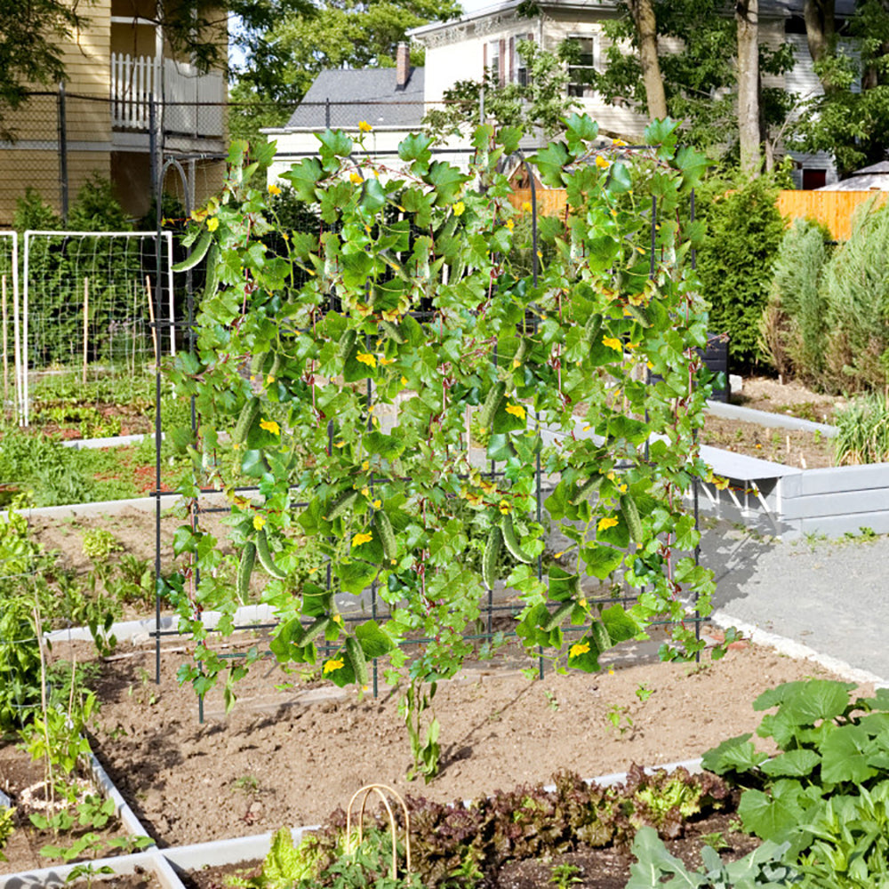 Large U-Shaped Garden Trellis for Climbing Plants - Black, 71 x 71 Inches