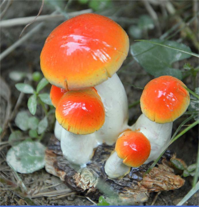 Small Mushroom Resin Decoration - Rustic Garden and Home Ornament