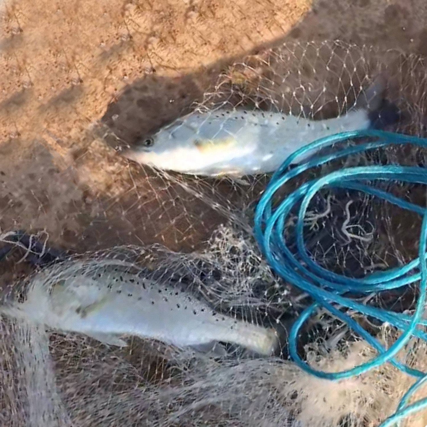 Heavy Duty Fishing Cast Net - 6FT & 8FT Size Options