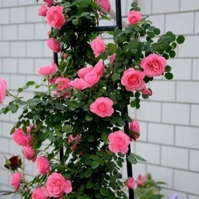 Garden Rose Seeds for Planting - Multiple Varieties & Quantities