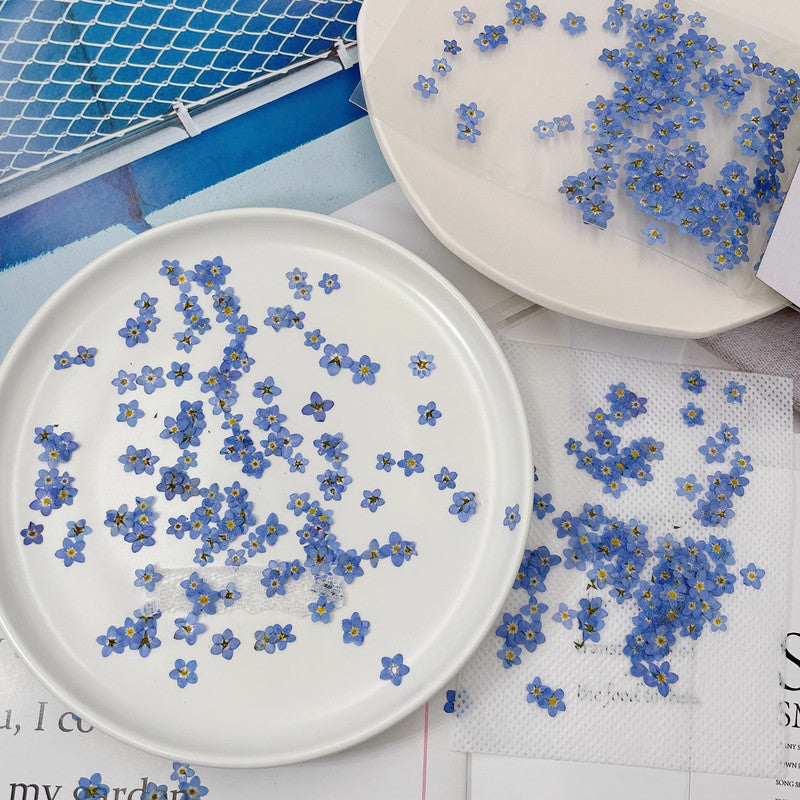 Dried Forget Me Not Flowers for Crafts - Embossed Plant Specimen, 1 or 100 pcs