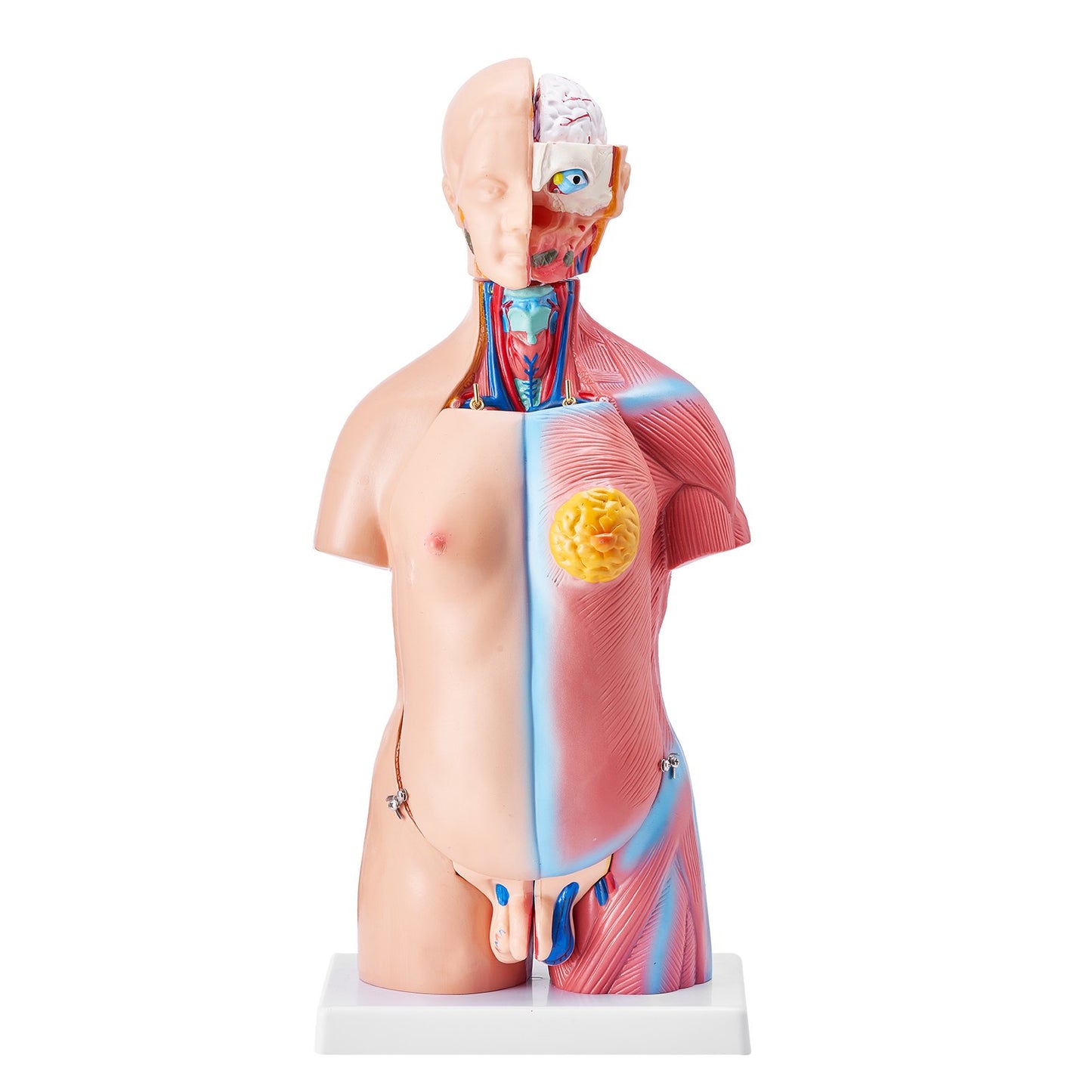 18 Inch Human Torso Anatomy Model - 23 Parts Educational Tool