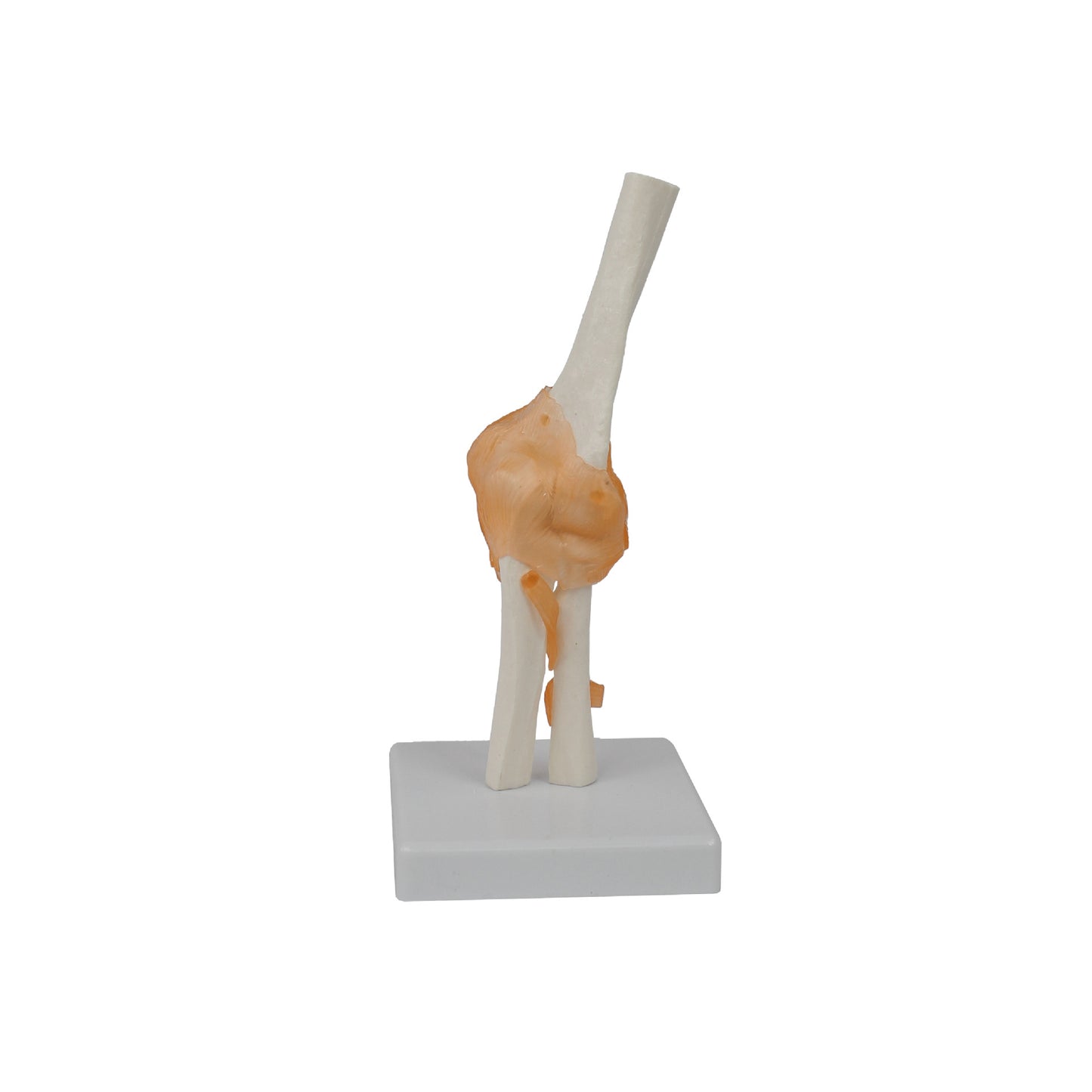 Elbow Joint Motion Model for Teaching Demonstrations - Ligament Attached, PVC