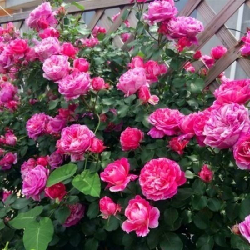 Garden Rose Seeds for Planting - Multiple Varieties & Quantities