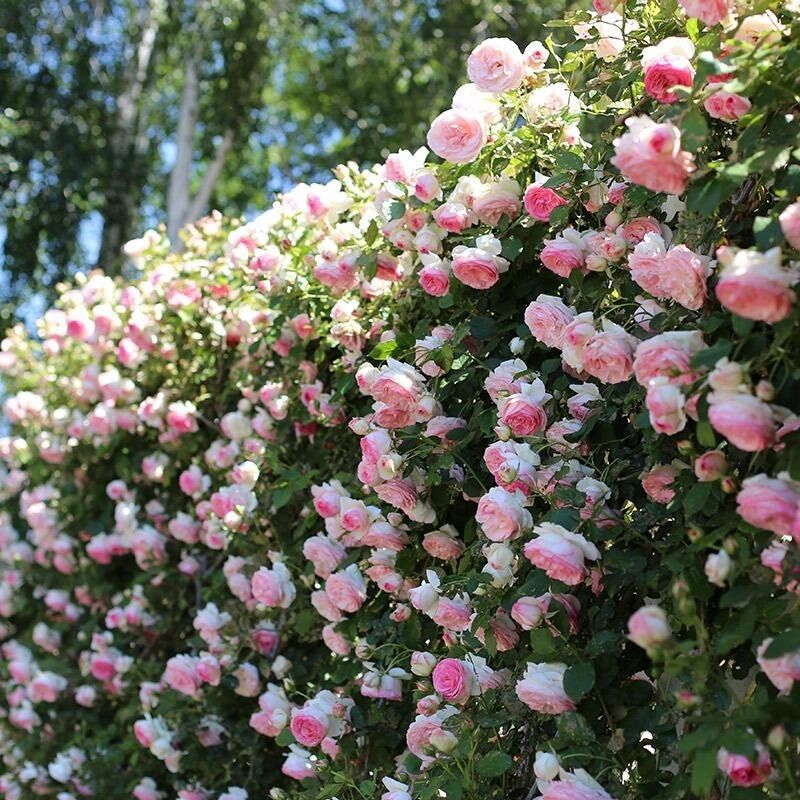 Garden Rose Seeds for Planting - Multiple Varieties & Quantities
