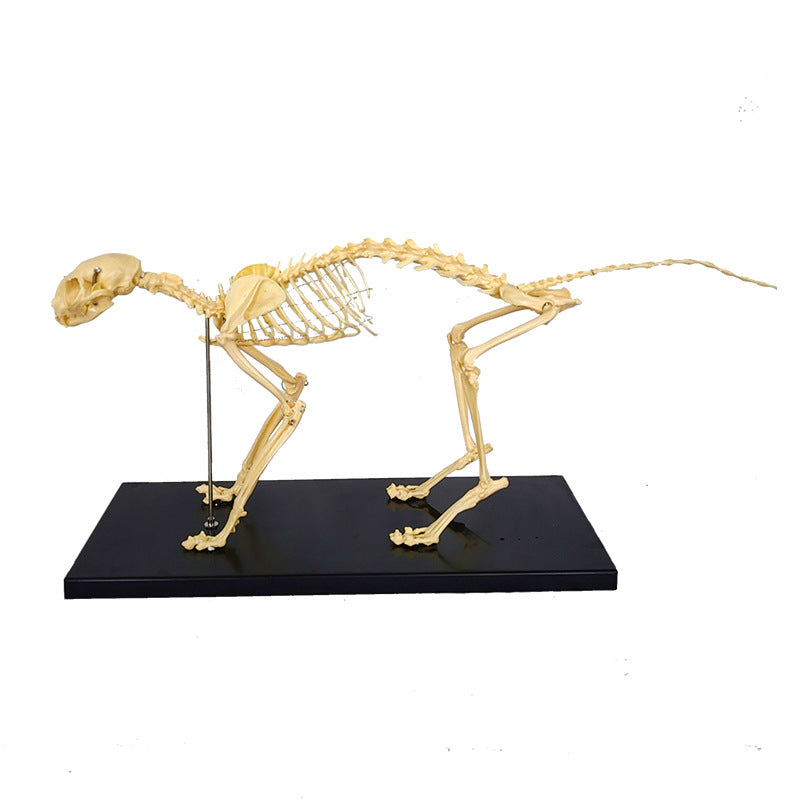 Feline Skeleton Model for Veterinary Teaching and Learning - Realistic PVC Specimen