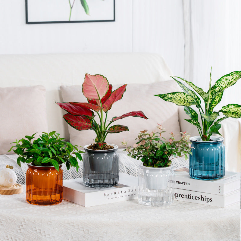 Self-Absorbent Hydroponic Flowerpot for Indoor Gardening - Transparent & Durable Plastic