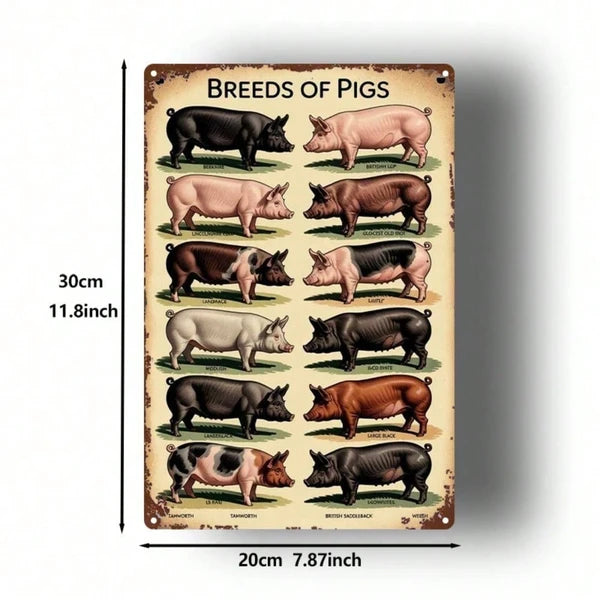 Vintage Pig Breeds Metal Sign - 8x12 Inch Retro Wall Art
