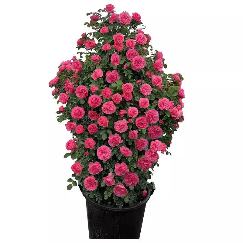 Garden Rose Seeds for Planting - Multiple Varieties & Quantities
