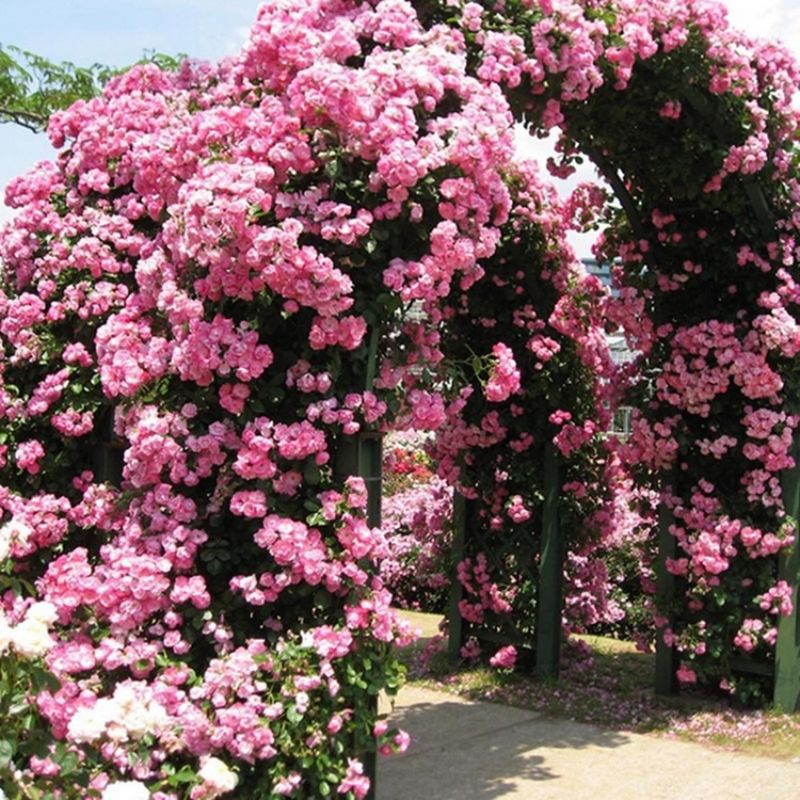 Garden Rose Seeds for Planting - Multiple Varieties & Quantities