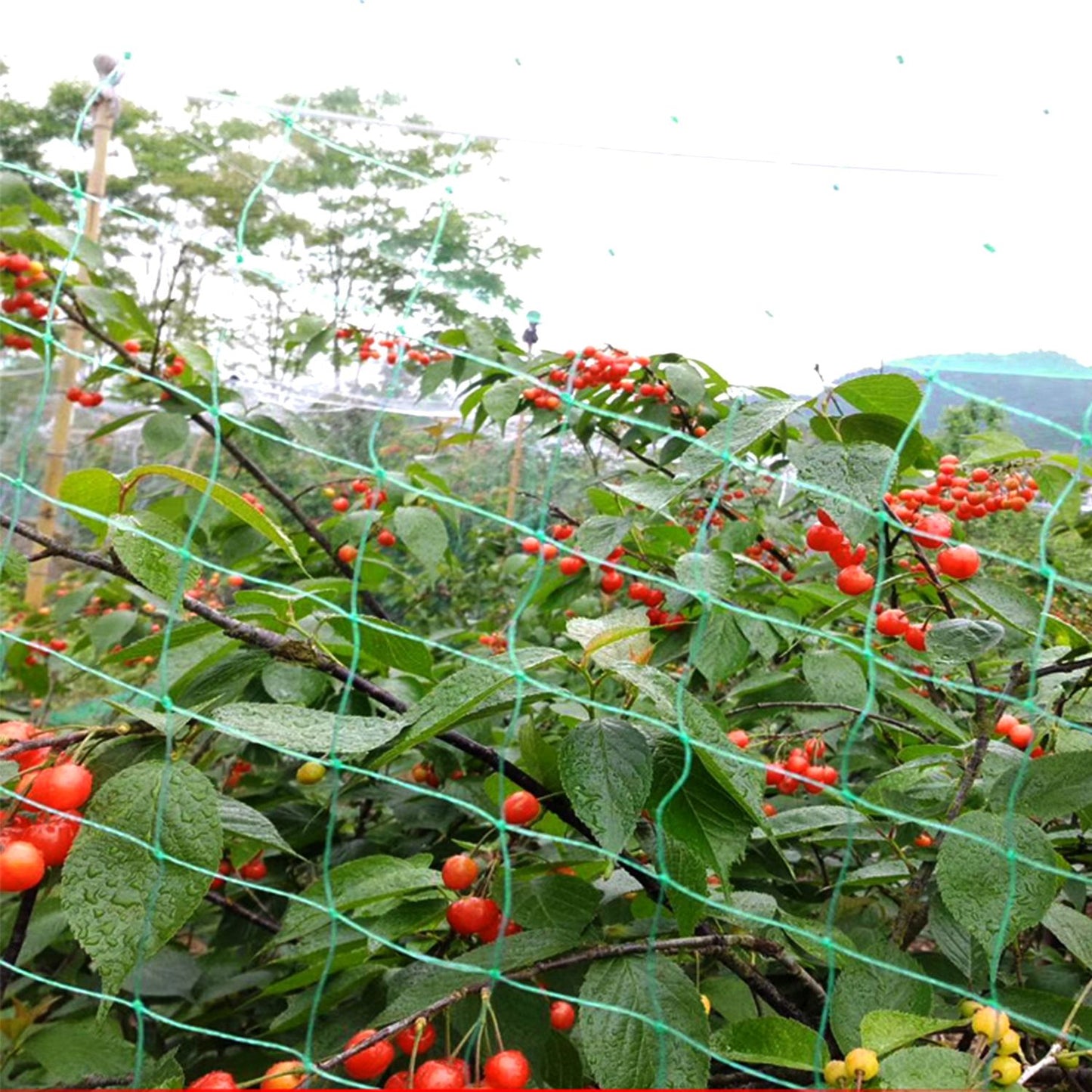 Heavy Duty Garden Bird Netting 13x33ft for Plants Fruits & Vegetables Protection