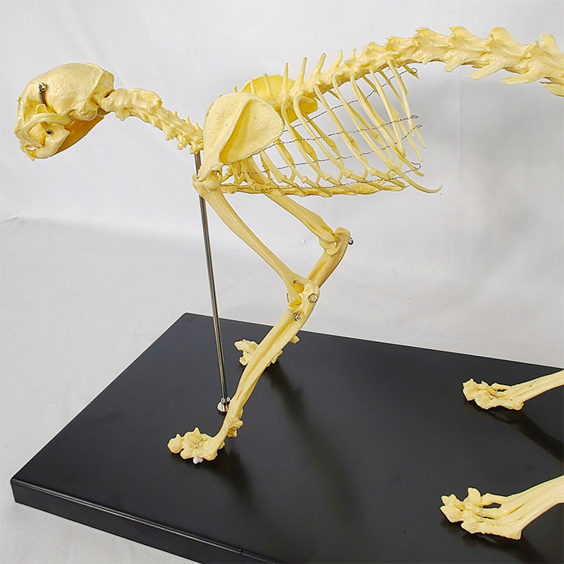 Feline Skeleton Model for Veterinary Teaching and Learning - Realistic PVC Specimen