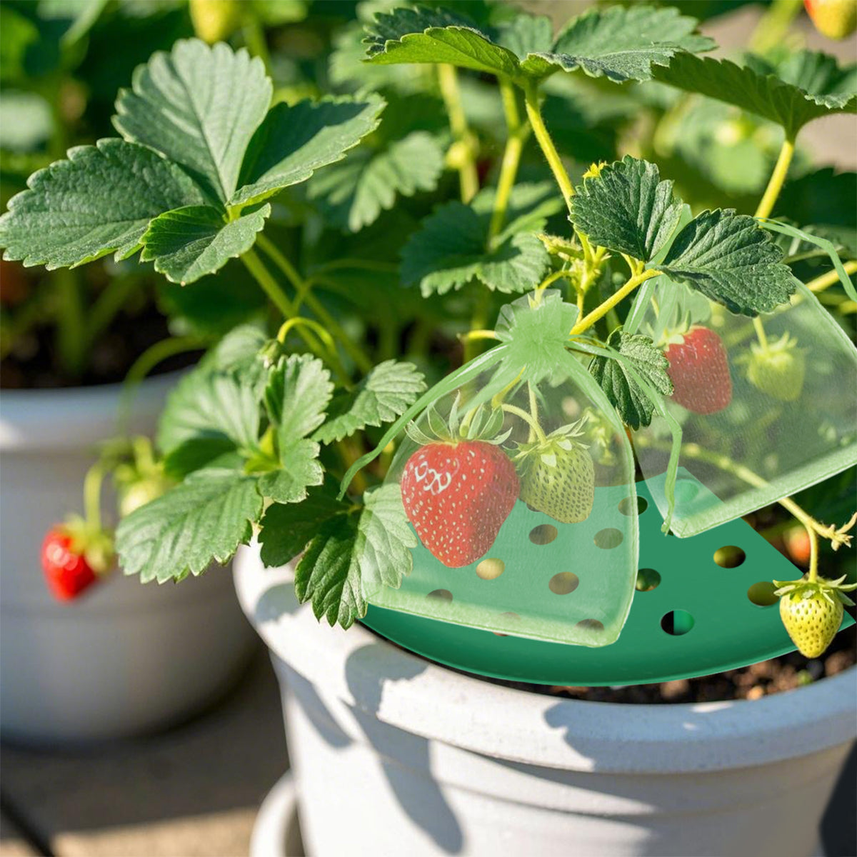 8 Pack Strawberry Plant Supports with Bags Garden Supports Green