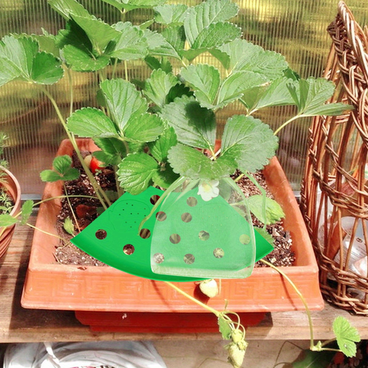 Strawberry Planting Kit with Support Racks and Mesh Bags