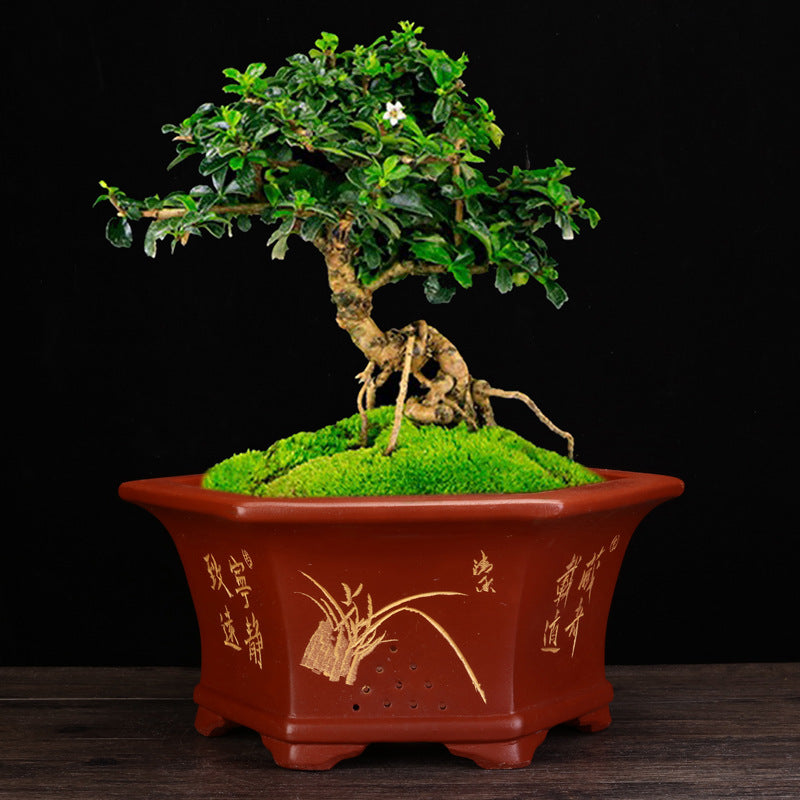 Large Hexagonal Flowerpot for Bonsai and Indoor Gardening - Handmade Ceramic Planter