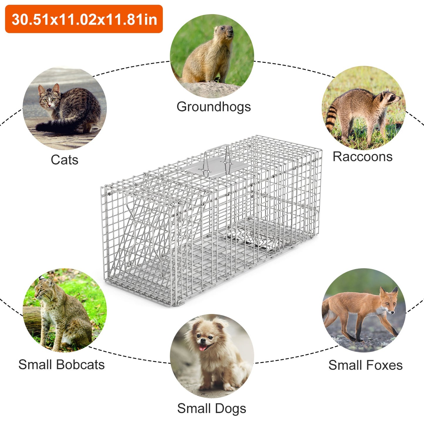 Humane Live Animal Trap Cage - Collapsible Wire for Raccoons, Foxes, Armadillos