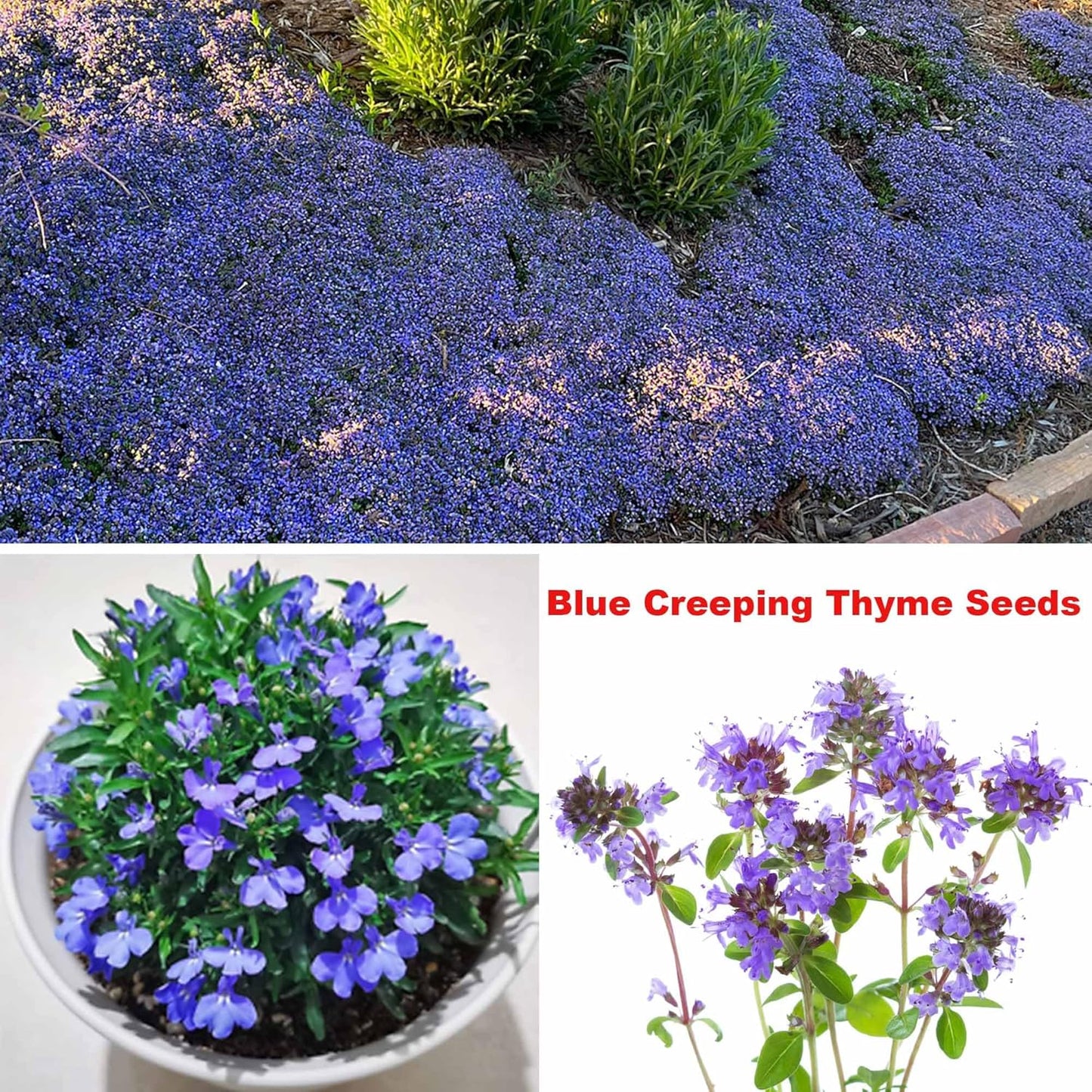 Mixed Creeping Thyme Seeds Ground Cover for Gardens - 5 Varieties, Non-GMO, Drought Tolerant, Perennial Flower