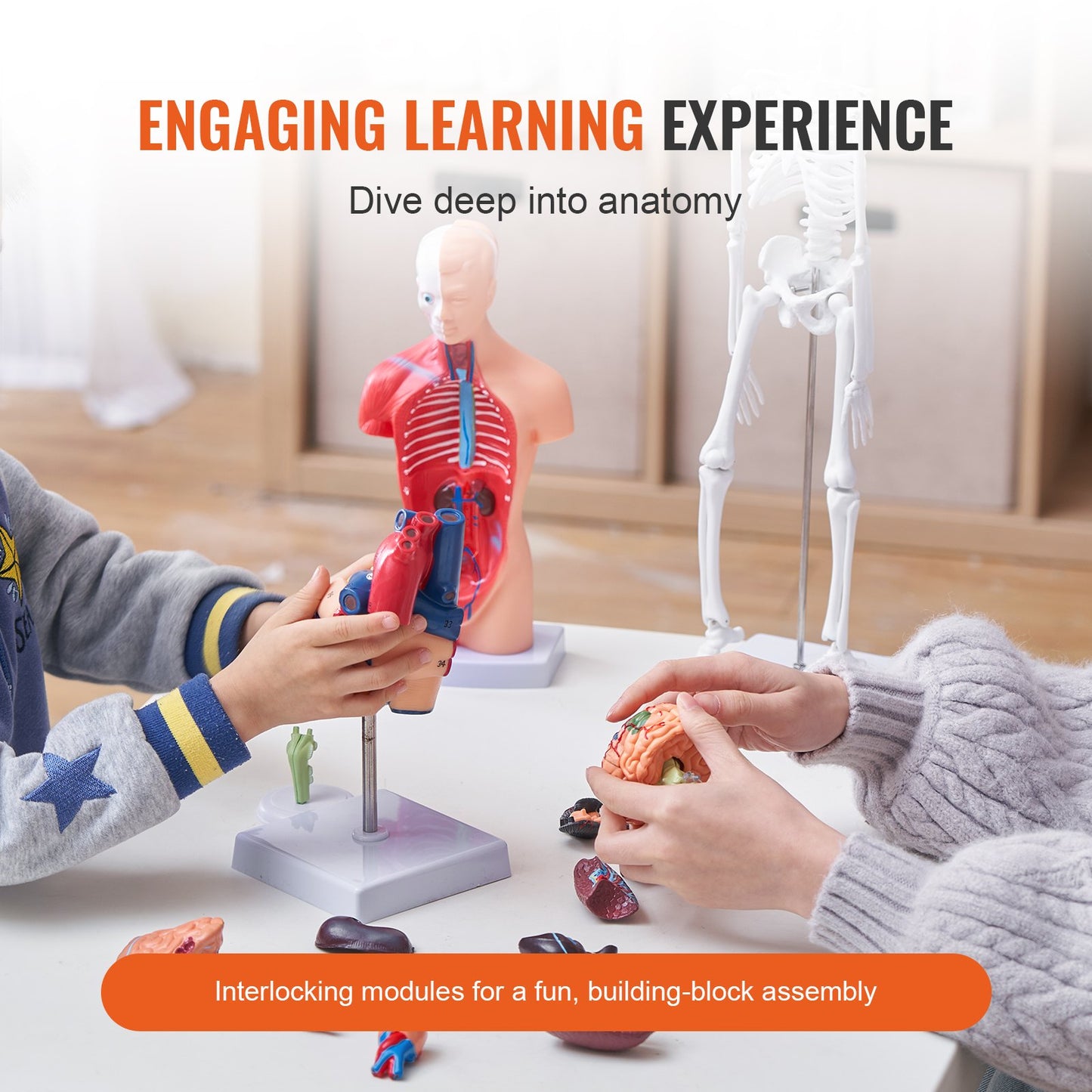 Human Anatomy Models Set - 4-Piece 3D Educational Tools