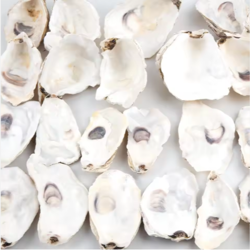 30pcs Natural Oyster Shells with Pearl for DIY Crafts & Ornaments
