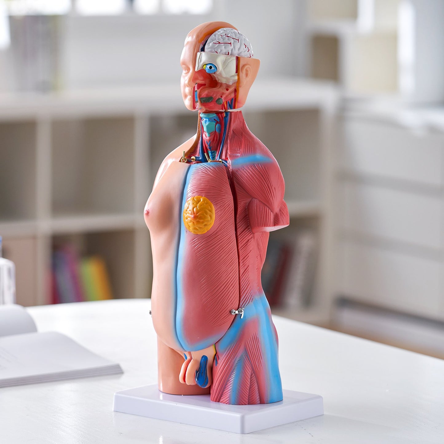 18 Inch Human Torso Anatomy Model - 23 Parts Educational Tool