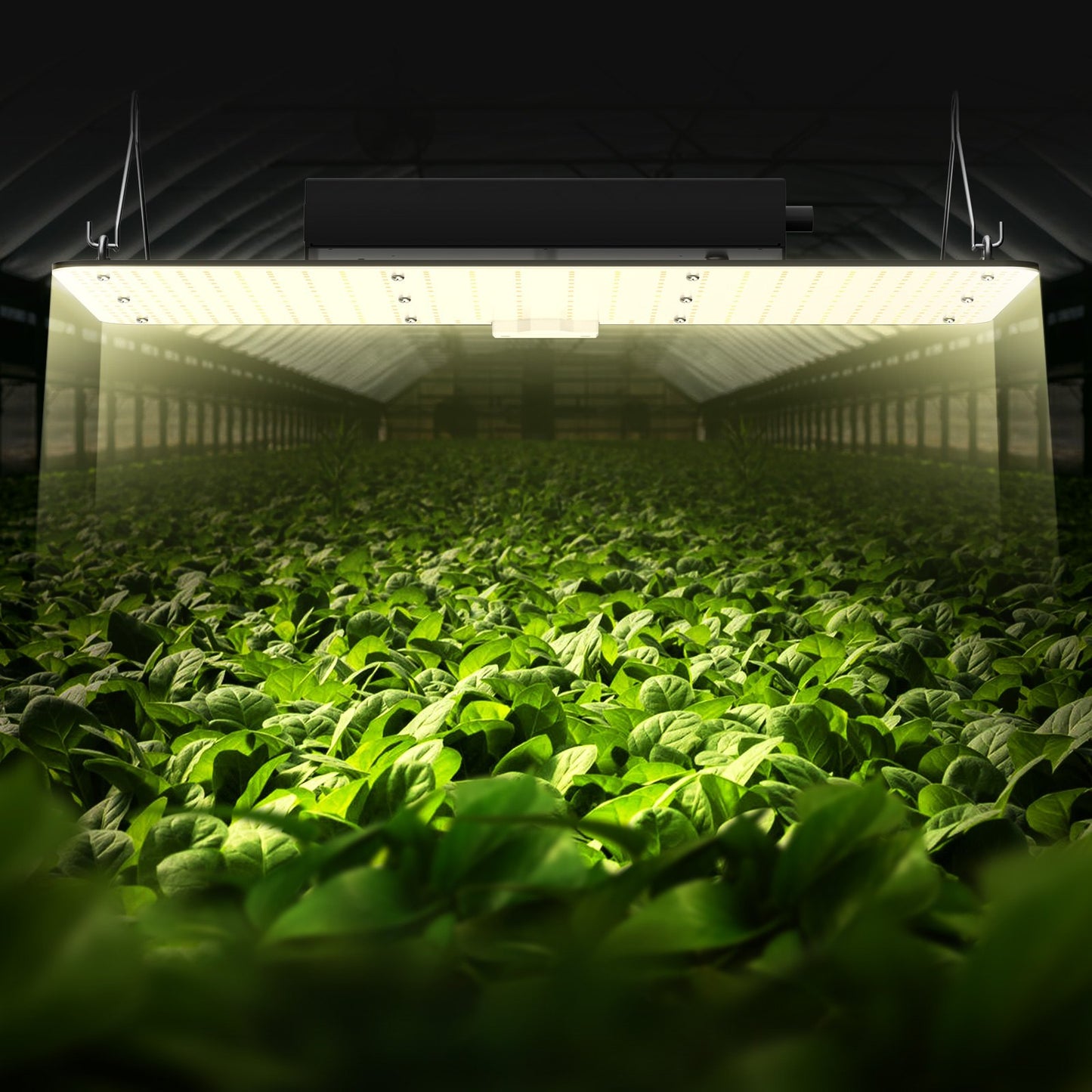 200W LED Grow Light for Indoor Plants Full Spectrum Dimmable Grow Lamp