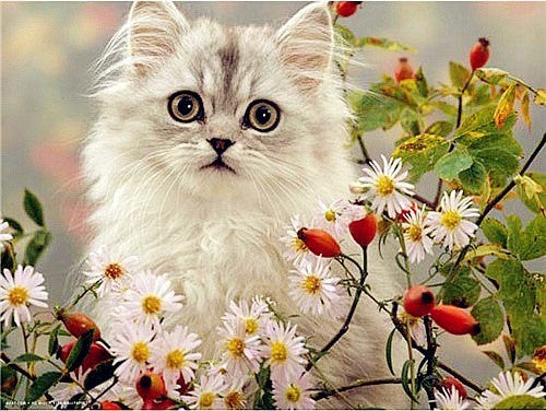 Diamond Painting Kit for Home Decor - Animal Rhinestone Art, Multiple Sizes & Styles