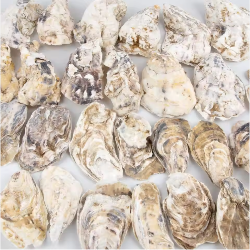 30pcs Natural Oyster Shells with Pearl for DIY Crafts & Ornaments