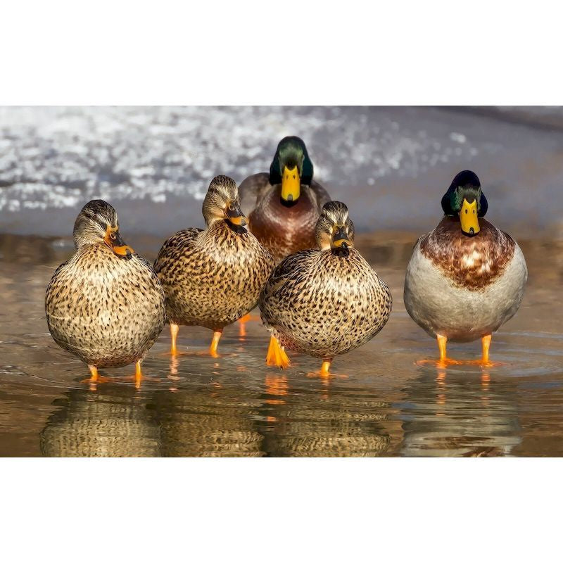 Duck Animal Oil Painting on Canvas with Frame - Hand-Painted Art