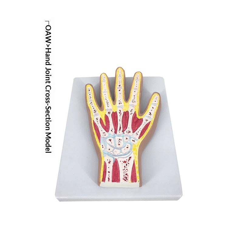 Elbow Joint Motion Model for Teaching Demonstrations - Ligament Attached, PVC
