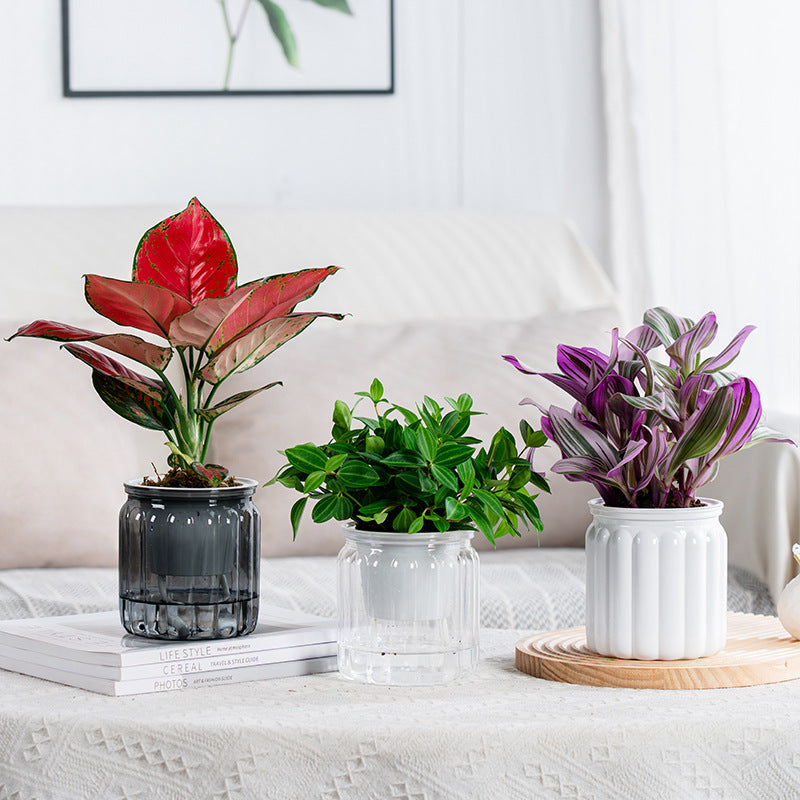 Self-Absorbent Hydroponic Flowerpot for Indoor Gardening - Transparent & Durable Plastic